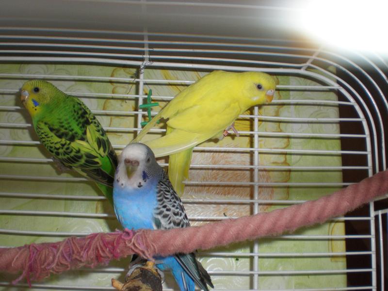 papagoi
