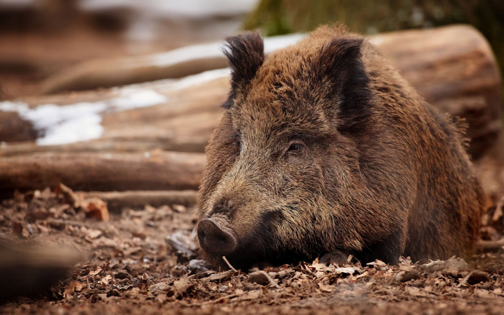 wild-boar-in-forest