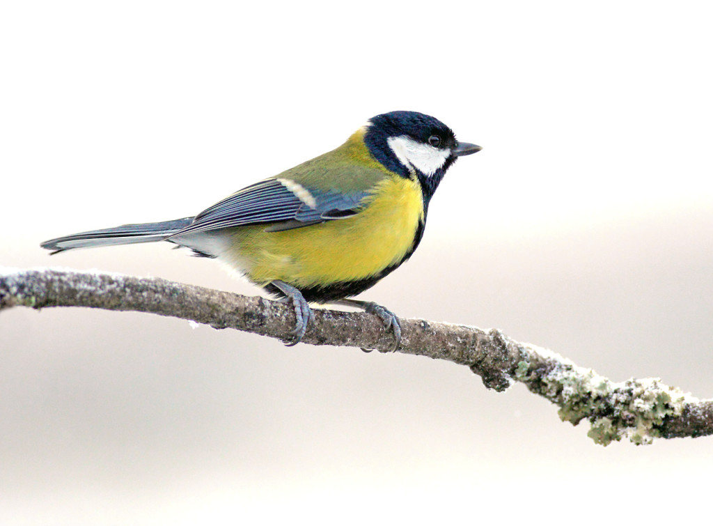 great-tit