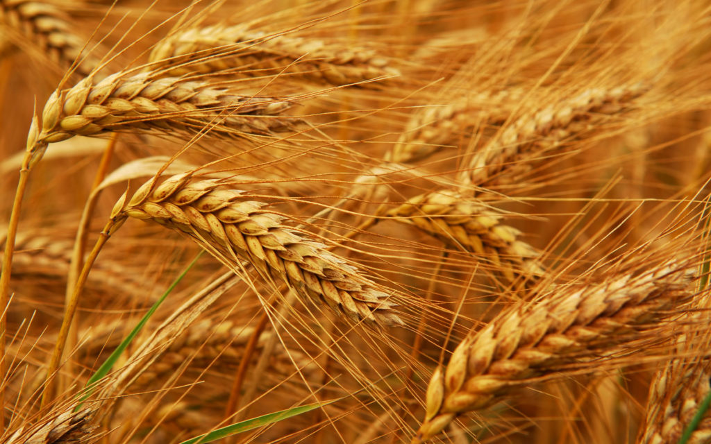 Wheat-1