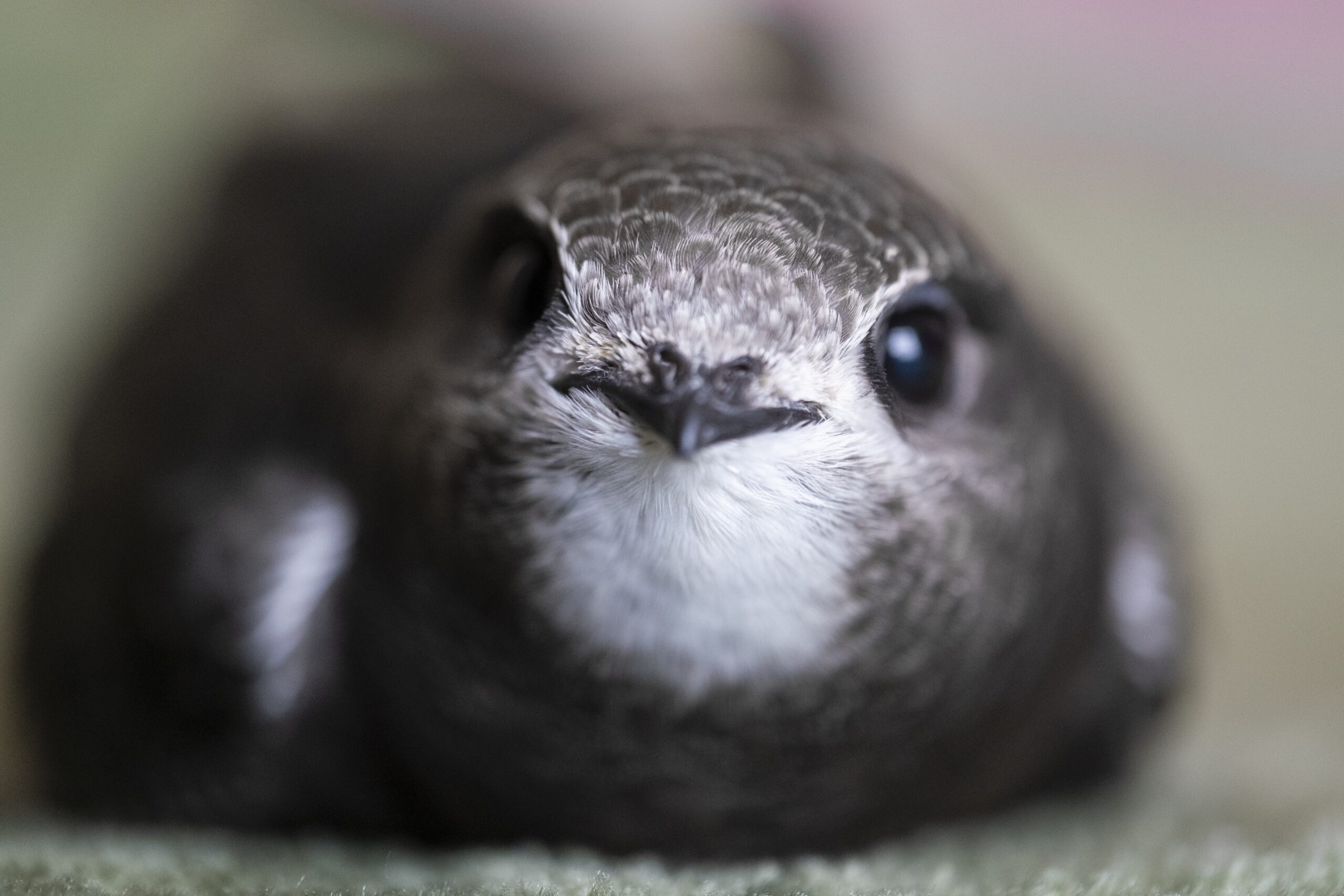 Eesti ornitoloogiaühing valis 2026. aasta linnuks piiritaja. Piiritaja (ladina keeles Apus apus) kandis varem nime piirpääsuke. Esimene teadlane, kes aastal 175